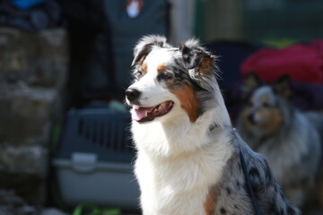 Australian Shepherd at an exhibition or competition. A gray dog ​​with white and red spots sits on the street.
