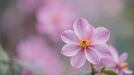 Fototapeta premium Soft pastel colored flower blooming in a blur style background, elegant, seasonal