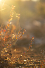 Beautiful wild blueberry plants in the frosty autumn sunrise in swamp in Latvia. Seasonal scenery of Northern Europe.