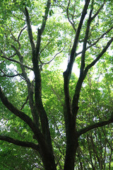 trees in the forest