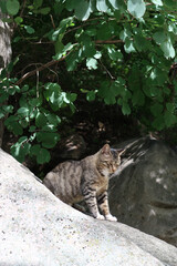 A cat in the mountain