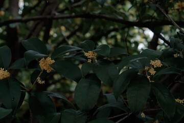 Osmanthus fragrans Lour