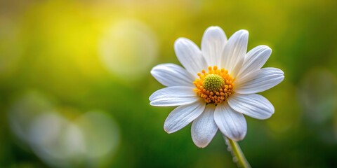 Fototapeta premium Small white flower with a prominent yellow center surrounded by curved petals, flower arrangements, daisy pattern, garden flowers, floral patterns