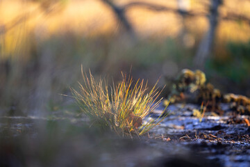 Beautiful autumn morning close-up of grass growing in the swamp in Latvia. Seasonal scenery of Northern Europe.