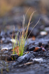 Beautiful autumn morning close-up of grass growing in the swamp in Latvia. Seasonal scenery of Northern Europe.