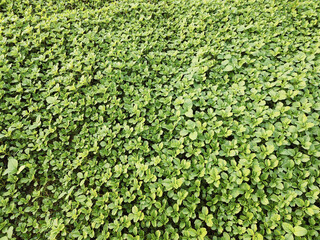 Vibrant Green Field of Young Leafy Plants in Dense Growth