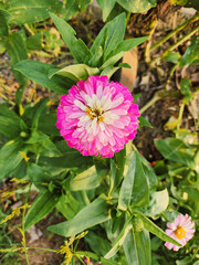 Bright Pink and White Zinnia Flower in a Garden