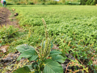 Close-Up of a Flowering Plant in a Lush Green Field