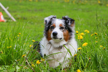 Australian Shepherd on the street among the dandelions. A gray dog ​​with white and red spots lies on the grass among yellow flowers. Photos of pets.