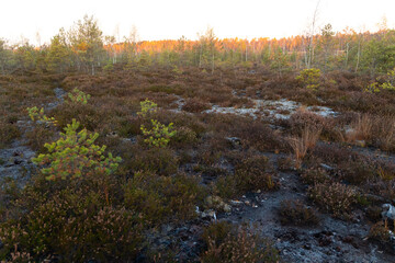 Beautiful autumn morning swamp landscape in Latvia. Seasonal scenery of Northern Europe.