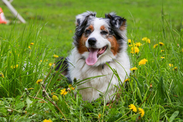 Australian Shepherd on the street among the dandelions. A gray dog ​​with white and red spots lies on the grass among yellow flowers. Photos of pets.