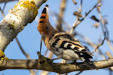 Ein Wiedehopf auf einem Ast sitzend in der Seitenansicht auf Nahrungssuche