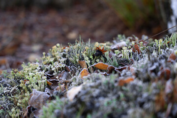 Beautiful small lichen growing in the swamp. Autumn morning scenery of wetlands in Latvia. Seasonal scenery of Northern Europe.