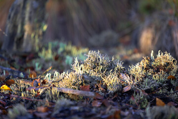 Beautiful small lichen growing in the swamp. Autumn morning scenery of wetlands in Latvia. Seasonal scenery of Northern Europe.