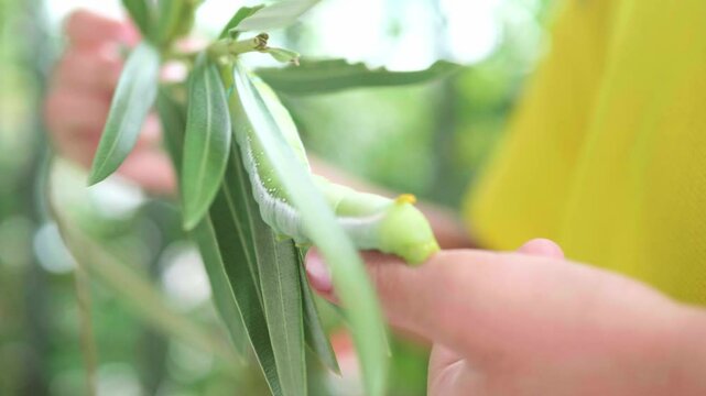 Close-up view of a hand holding a twig to make the green worm move slowly and eat leaves, for study and learning about its growth, green worm. Concept of pests destroying plants and flowers.