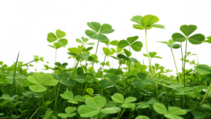 A clover field for St. Patrick's Da isolated on white background as transparent. PNG. AI GENERATED.