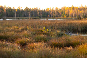 Beautiful sunny autumn landscape of swamp in Latvia. Seasonal scenery of Northern Europe.