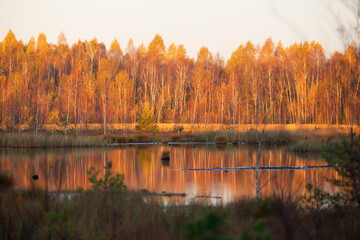 Beautiful sunny autumn landscape of swamp in Latvia. Seasonal scenery of Northern Europe.