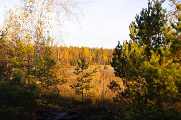 Beautiful sunny autumn landscape of swamp in Latvia. Seasonal scenery of Northern Europe.