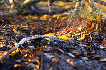 Beautiful sunny autumn landscape of swamp in Latvia. Seasonal scenery of Northern Europe.