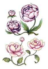 Flower Collection Illustration with Transparent Background. Colorful Spring Floral Set.