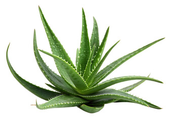 Fototapeta premium Green fresh aloe vera. isolated on white background as transparent. PNG. AI GENERATED.