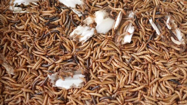 Top view of scattered mealworm larvae. They are food worms for exotic animals. They are used to feed birds, reptiles or fish. Filming. Different stages of mealworms. Life cycle of mealworms. Many larv