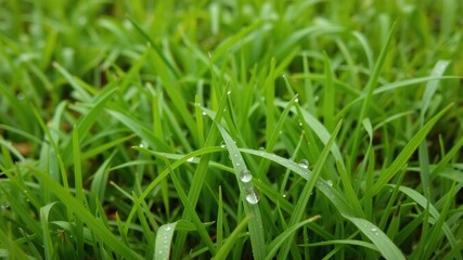 Lush green grass texture background with dew drops and vibrant colors, spring, meadow, background