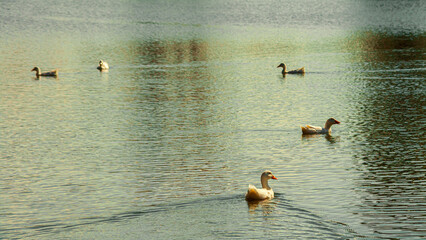 White geese on a farm. Close-up of ducks. Drake swimming in water. Eating green grass in a field on the shore of a lake. Domestic animals. (in Latin - Anser caerulescens). in their natural habitat.