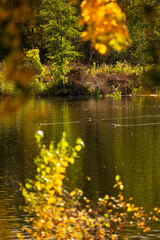 Fototapeta premium Beautiful sunny autumn day landscape at the lakeside in Latvia. Seasonal scenery of Northern Europe.
