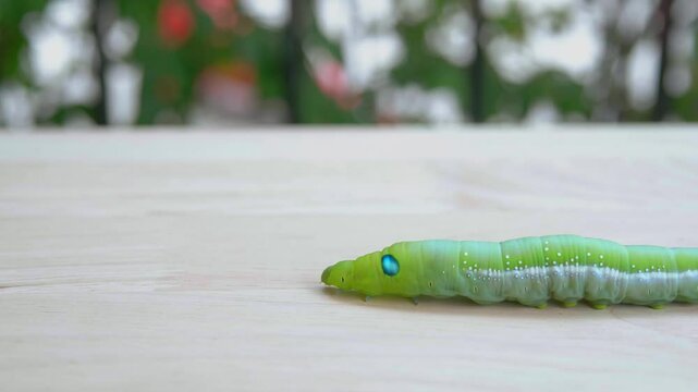 Close-up view of a green worm. It is walking slowly from right to left of the image. For study and learning about its growth., Green worm. Concept of pests destroying plants and flowers.