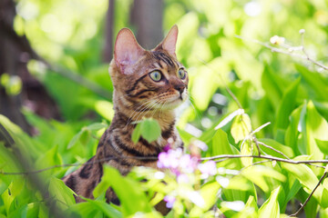 Beautiful bengal cat walking outdoor hunting in the grass among the flowers. Cat stands on its hind legs like a gopher. Vivid photos of pets. Portrait of a cat in spring or summer the forest.