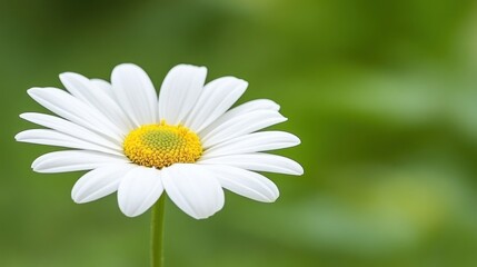 Fototapeta premium A close-up of a white daisy flower with a yellow center against a soft green background.
