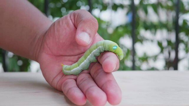 Close-up view of hand holding green worm. It moves slowly. For study and learning about its growth., Green worm. Concept of pests destroying plants and flowers.