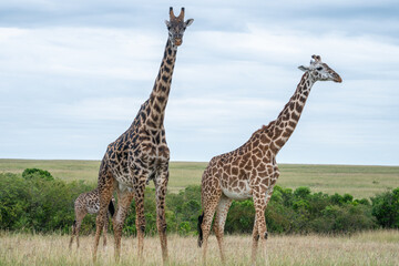 A giraffe strolls gracefully across a lush field, Masai Mara Reserve, Kenya