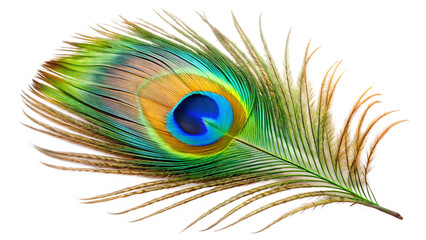 Obraz premium Vibrant Peacock Feather isolated on white background as transparent. PNG. AI GENERATED.