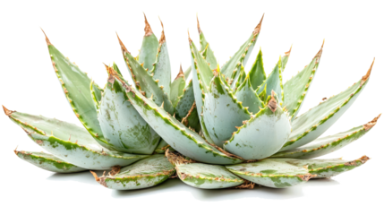 Agave Bushes Collection Showcasing Lush Green Foliage and Sharp Edges Generative AI