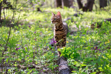 Beautiful bengal cat walking outdoor hunting in the grass among the flowers. Cat looking to the left. Vivid photos of pets. Portrait of a cat in spring or summer the forest.