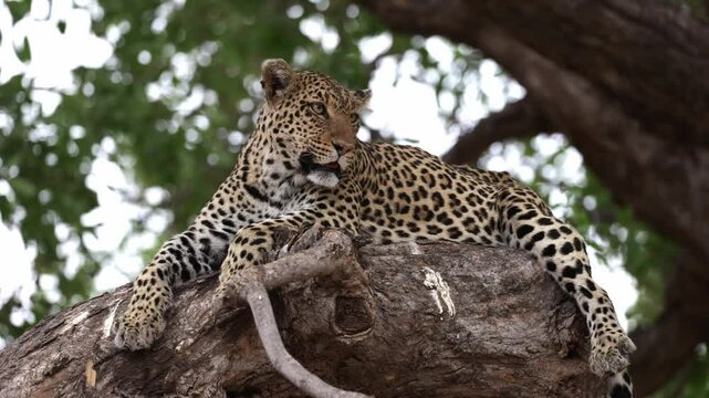  a lazy leopard in a tree close-up.