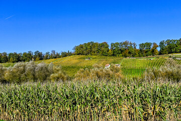 Fototapeta premium Aesch, Klus, Weinberge, Rebbergweg, Pfeffingen, Birseck, Baselland, Wanderweg, Landwirtschaft, Felder, Herbst, Herbstfarben, Schweiz, Nordwestschweiz