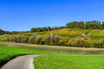 Aesch, Klus, Weinberge, Rebbergweg, Pfeffingen, Birseck, Baselland, Wanderweg, Landwirtschaft, Felder, Herbst, Herbstfarben, Schweiz, Nordwestschweiz