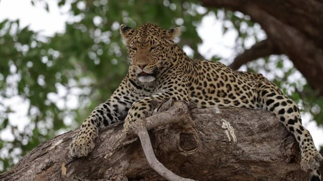 zooming out from a lazy leopard in a tree
