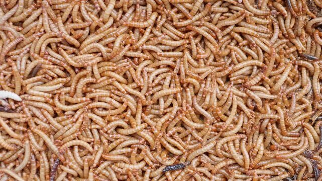 Top view of scattered mealworm larvae. They are food worms for exotic animals. They are used to feed birds, reptiles or fish. Filming. Different stages of mealworms. Life cycle of mealworms. Many larv