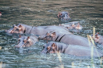 Hippos swim gracefully, Masai Mara Reserve, Kenya