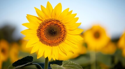 Naklejka premium close up of sunflowers with blurred field and copy space.