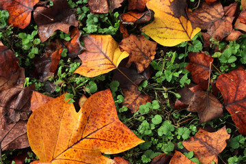 Top view of Autumnal leaves of tulip tree with raindrops on grees grass background