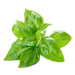 Fresh Green Basil Leaves - Culinary Herb
