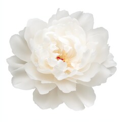 peony flower white isolated on white background with copy space.