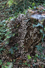 Smalll gray mushrooms on a birch tree trunk in the forest. Coprinellus or Coprinus disseminatus 