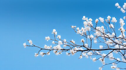 Obraz premium Delicate white blossoms on a tree branch against a clear blue sky during springtime